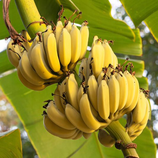 Musa acuminata Banana Healthy Sweet Tissue Cultured Fruit Plant