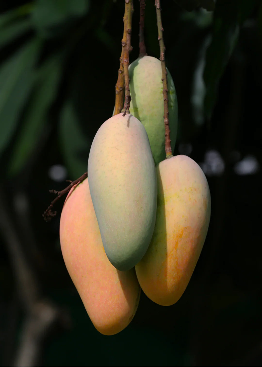 Nang Klangwan Mango Aam Grafted Healthy Fruit Plant