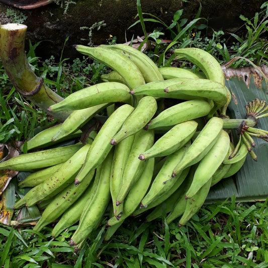 Nendran Banana Healthy Sweet Tissue Cultured Fruit Plant