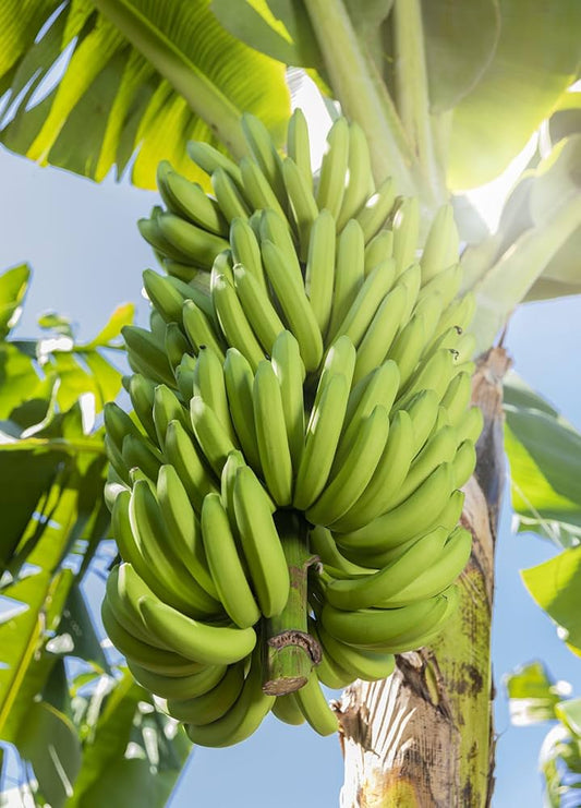 Ney Poovan Banana Healthy Sweet Tissue Cultured Fruit Plant