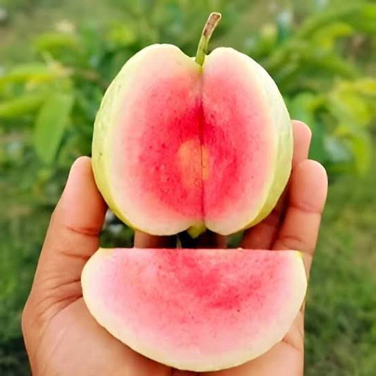 Nicaragua Pink Guava Air Layered Healthy Fruit Plant
