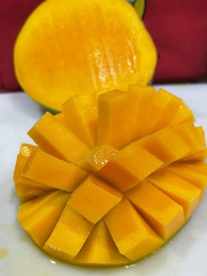 Nimrod Mango Aam Grafted Healthy Fruit Plant