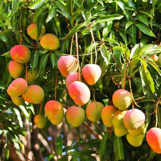 Nimrod Mango Aam Grafted Healthy Fruit Plant