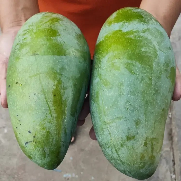 Noorjahan Mango Aam Grafted Healthy Fruit Plant