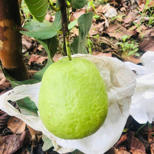 Nova América Guava Air Layered Healthy Fruit Plant