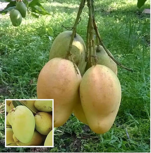 Number 11 Mango Aam Grafted Healthy Fruit Plant