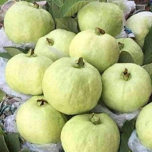 Oahu Pink Guava Air Layered Healthy Fruit Plant