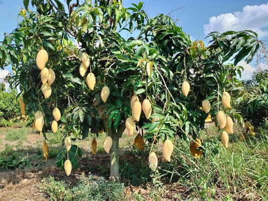 Okrung Mango Aam Grafted Healthy Fruit Plant