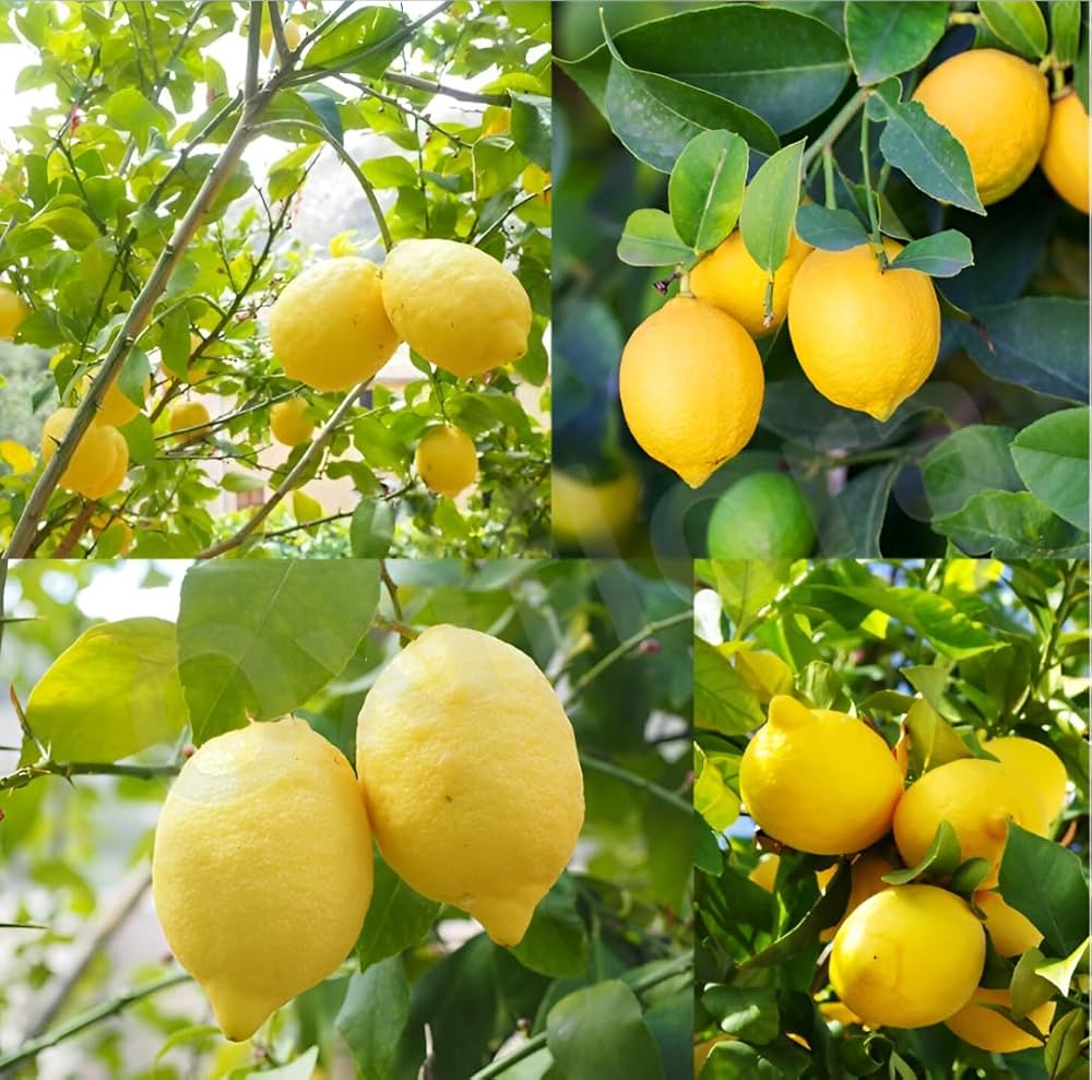 Orchard Lemon Plant Live Nimbu Tree Kagzi Lemon Citrus Limon Fruit Plant