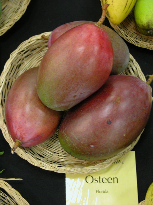 Osteen Mango Aam Grafted Healthy Fruit Plant