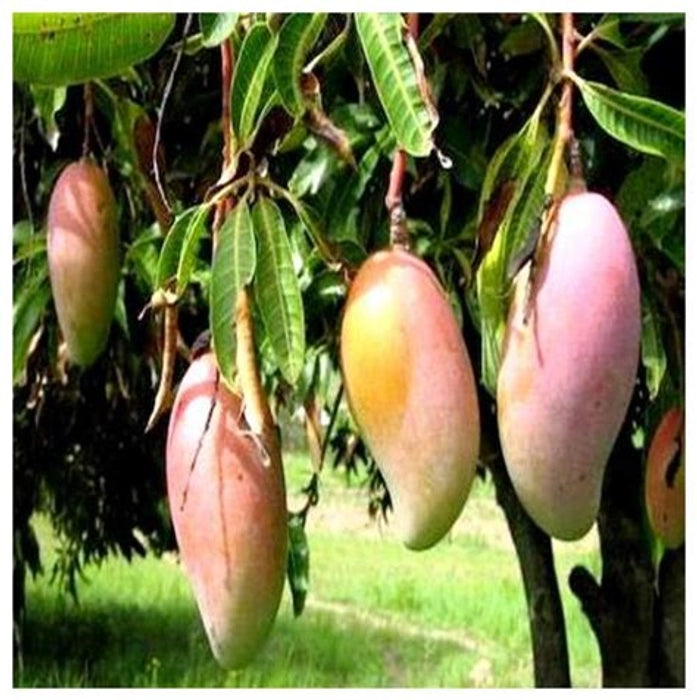 Ottu Mango Aam Grafted Healthy Fruit Plant