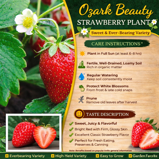 Ozark Beauty Strawberry Healthy Sweet Home Garden Kitchen Garden Terrace Balcony Fruit PlantHealthy Sweet Home Garden Kitchen Garden Terrace Balcony Fruit Plant