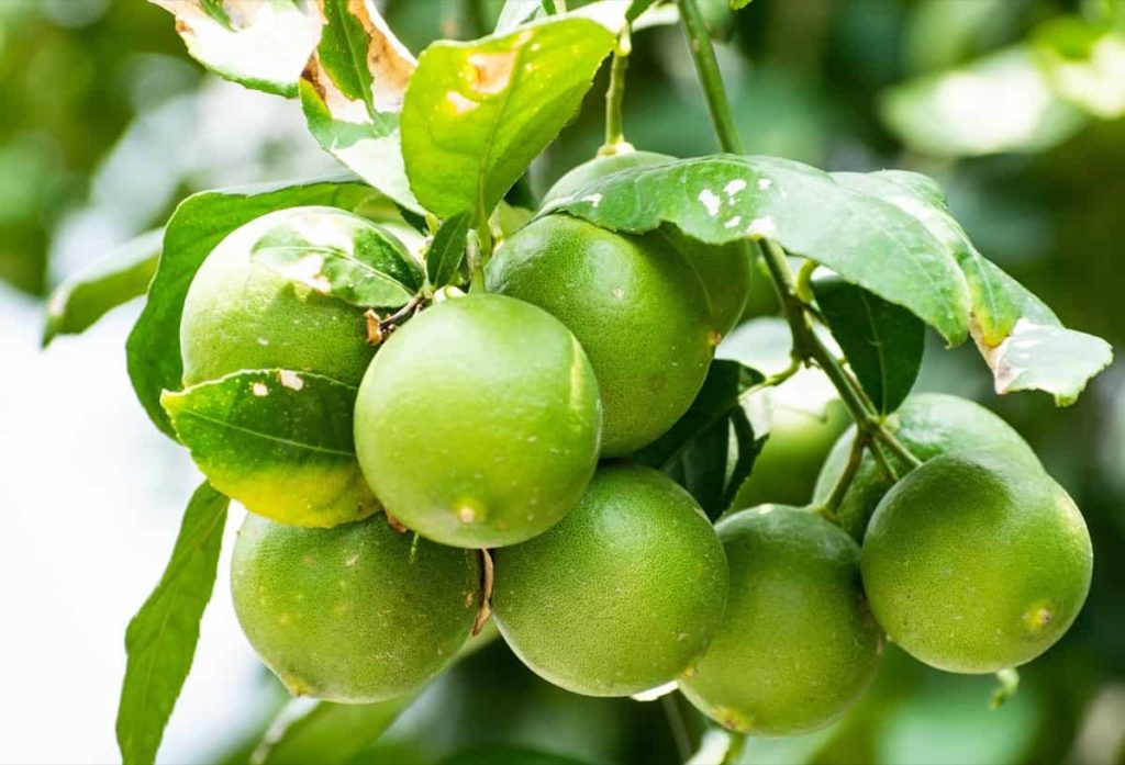 PKM-1 Lemon Plant Live Nimbu Tree Kagzi Lemon Citrus Limon Fruit Plant