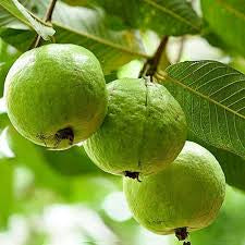 Paen Sri Thong Guava Air Layered Healthy Fruit Plant