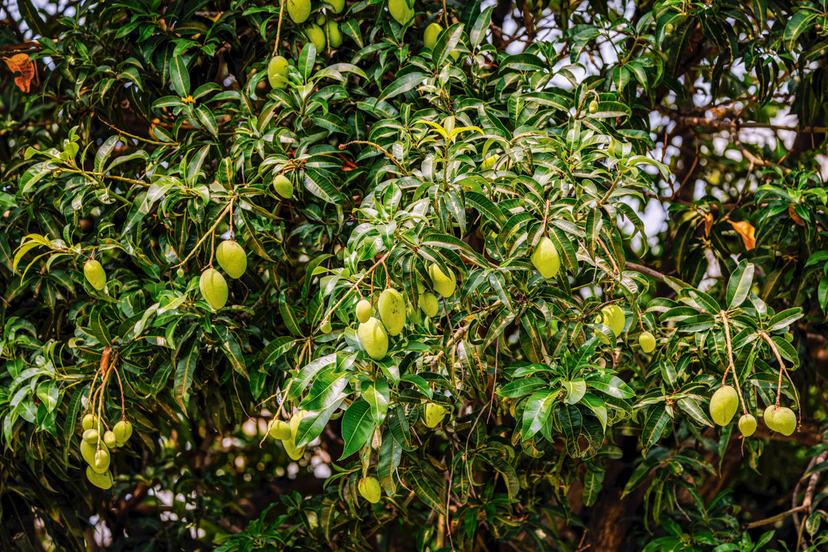 Pahutan Mango Aam Grafted Healthy Fruit Plant