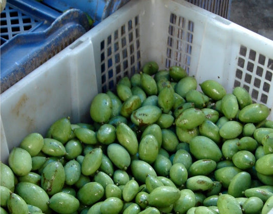 Pahutan Mango Aam Grafted Healthy Fruit Plant