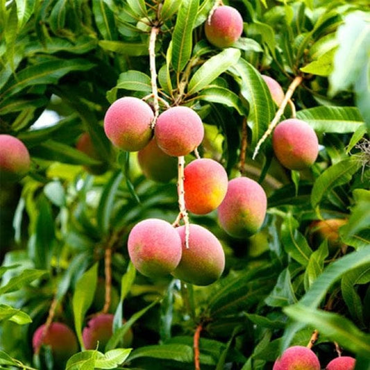 Pairi Mango Aam Grafted Healthy Fruit Plant