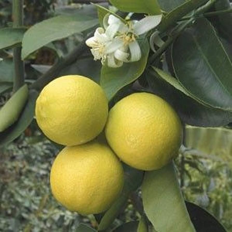 Palestine Sweet Lime Plant Live Nimbu Tree Kagzi Lemon Citrus Limon Fruit Plant