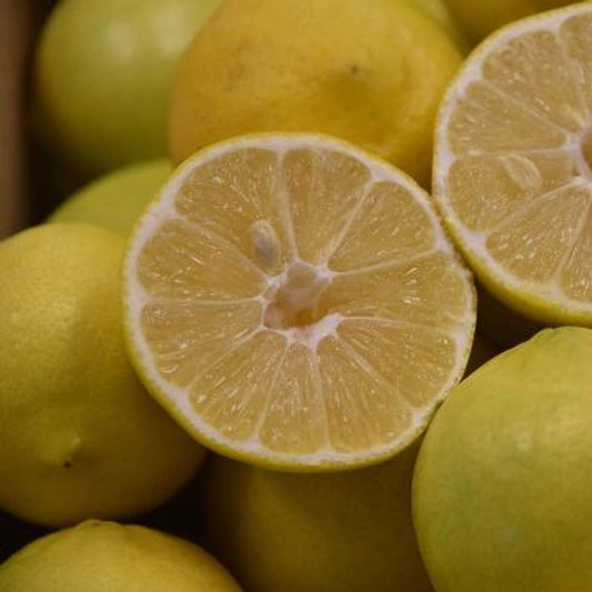 Palestine Sweet Lime Plant Live Nimbu Tree Kagzi Lemon Citrus Limon Fruit Plant