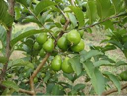 Paluma Guava Guava Air Layered Healthy Fruit Plant