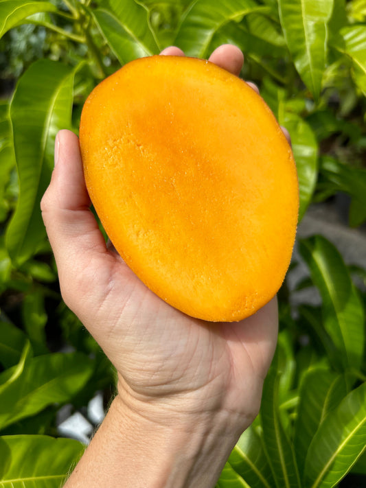 Panakalu Mango Aam Grafted Healthy Fruit Plant