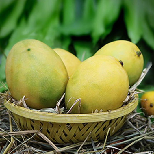 Panchadara Kalasa Mango Aam Grafted Healthy Fruit Plant