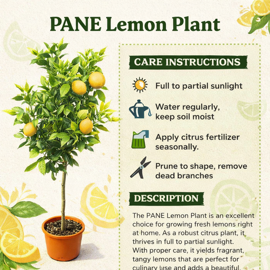 Pane Lemon Plant Live Nimbu Tree Kagzi Lemon Citrus Limon Fruit Plant