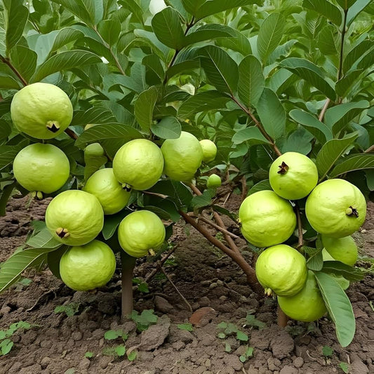 Pant Hybrid-7 Guava Air Layered Healthy Fruit Plant
