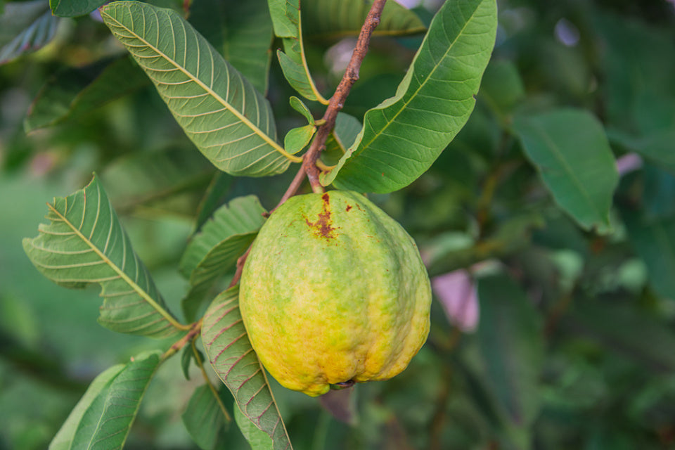 Pant Hybrid-8 Guava Air Layered Healthy Fruit Plant