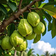 Pant Hybrid-8 Guava Air Layered Healthy Fruit Plant