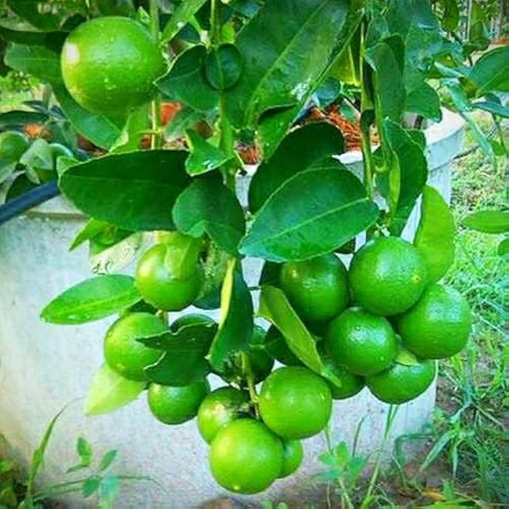 Pant Lemon-1 Plant Live Nimbu Tree Kagzi Lemon Citrus Limon Fruit Plant