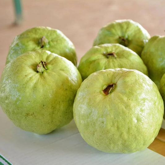 Pant Prabha Guava Air Layered Healthy Fruit Plant