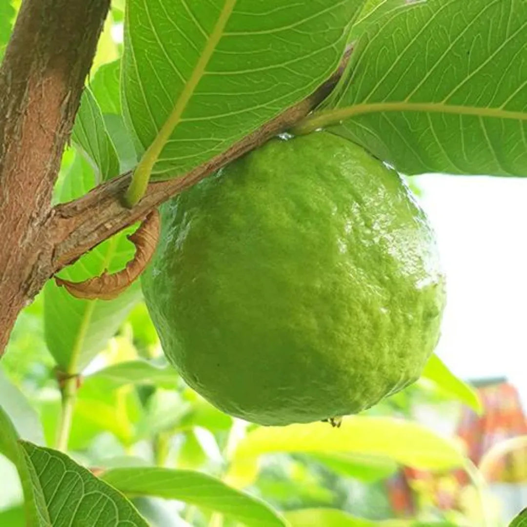 Paraguay Pink Guava Air Layered Healthy Fruit Plant