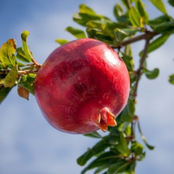 Parfianka Pomegranate Grafted Fruit Plant – High Yielding Sweet Juicy Anar Tree Variety