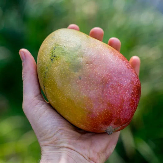 Parvin Mango Aam Grafted Healthy Fruit Plant
