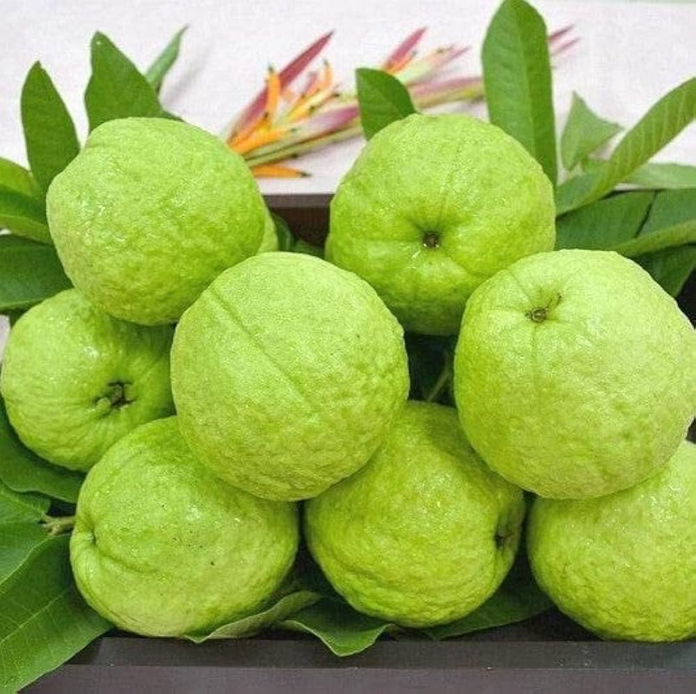 Patagonia White Guava Air Layered Healthy Fruit Plant