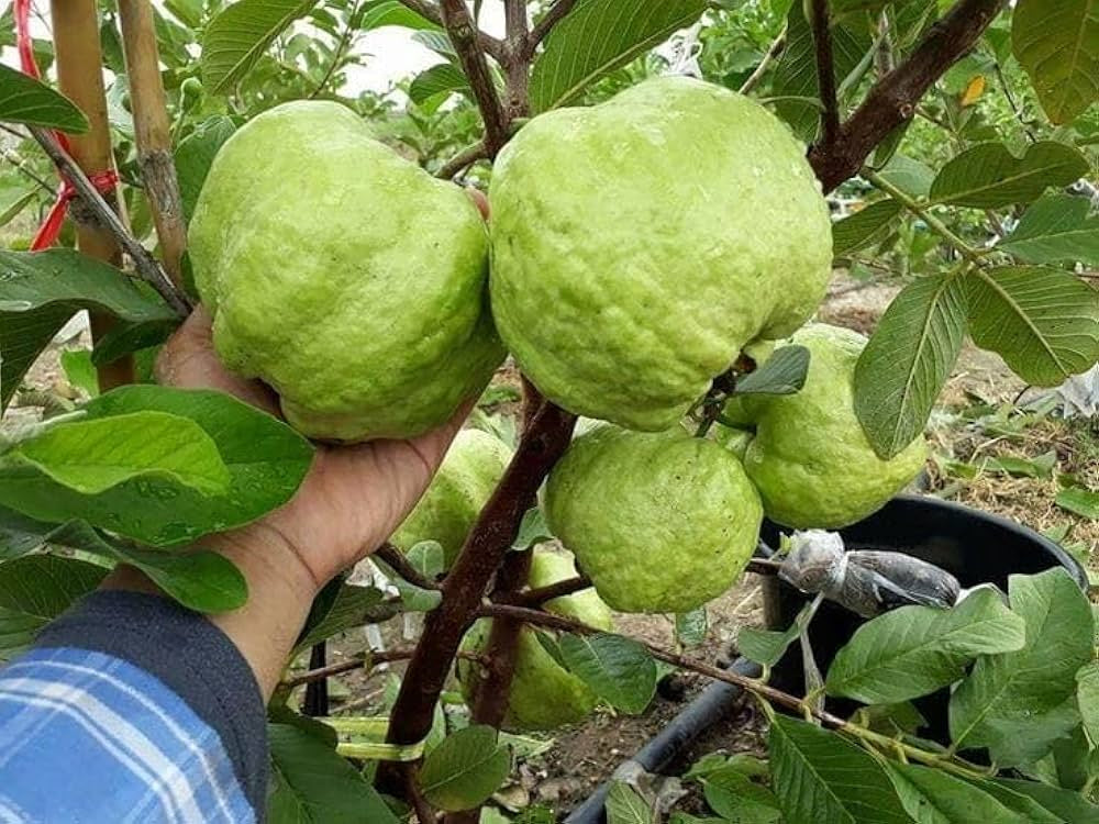 Patillo Seedless Guava Air Layered Healthy Fruit Plant