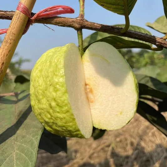 Patillo Seedless Guava Air Layered Healthy Fruit Plant