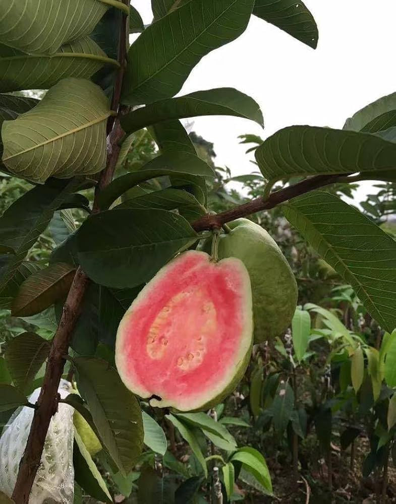Paulista Guava Air Layered Healthy Fruit Plant