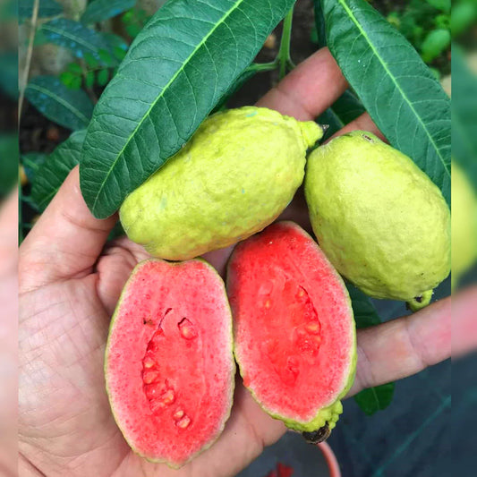 Paulista Guava Air Layered Healthy Fruit Plant