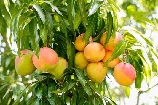 Peach Mango Aam Grafted Healthy Fruit Plant