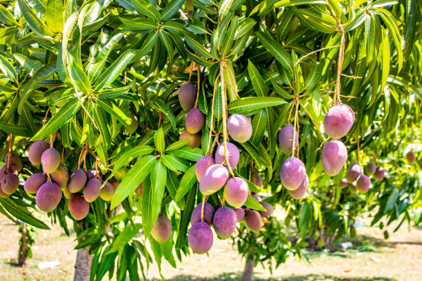 Pearl Mango Aam Grafted Healthy Fruit Plant