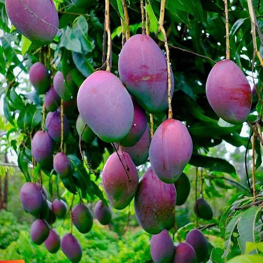 Pearl Mango Aam Grafted Healthy Fruit Plant