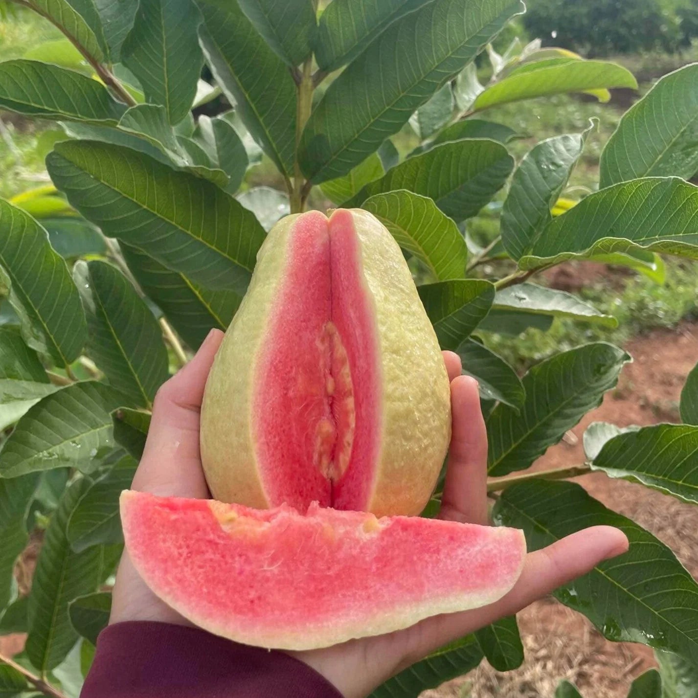 Pearl Thai Guava Air Layered Healthy Fruit Plant