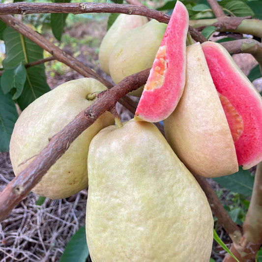 Pearl Thai Guava Air Layered Healthy Fruit Plant