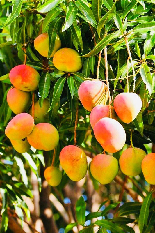 Pecah Mango Aam Grafted Healthy Fruit Plant