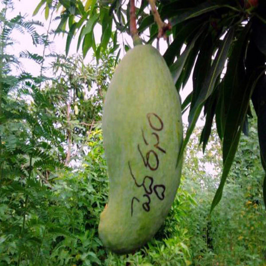 Peddarasamu Mango Aam Grafted Healthy Fruit Plant