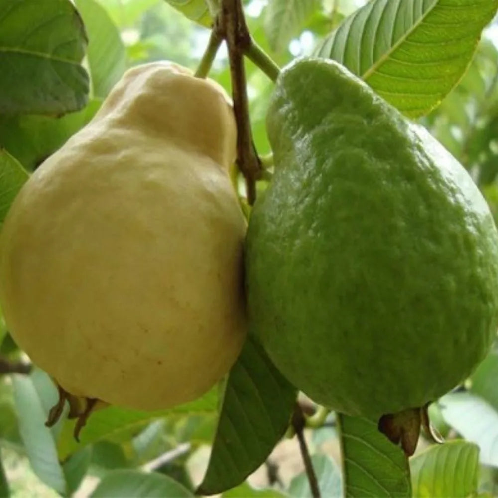 Pedro Sato Guava Air Layered Healthy Fruit Plant
