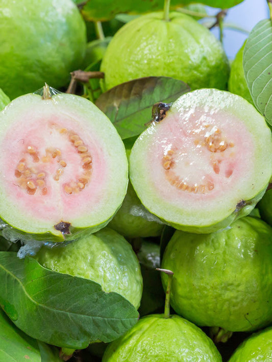 Peruvian White Guava Air Layered Healthy Fruit Plant