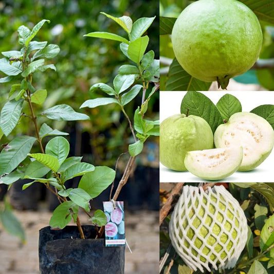 Phnom Penh White Guava Air Layered Healthy Fruit Plant